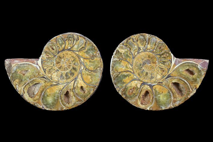 Cut & Polished, Agatized Ammonite Fossil - Jurassic #100526